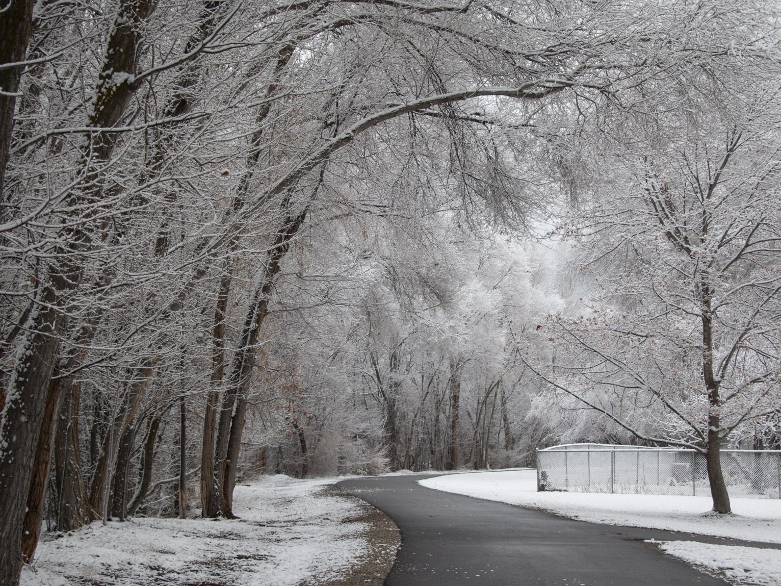 In the morning snow still sticks to the trees by the asphalt river path